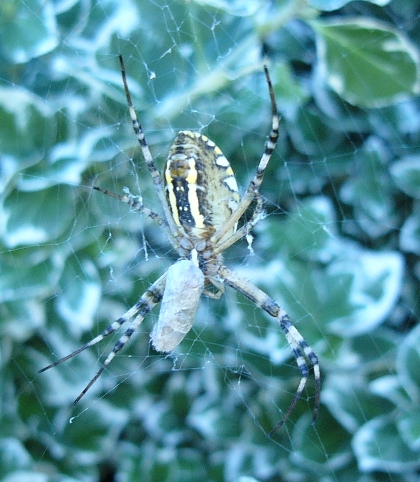 Argiope bruennichi